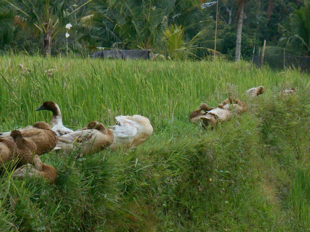 Alam Puisi Villa Ubud Zewnętrze zdjęcie